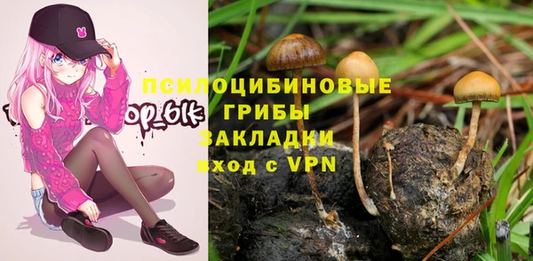прущие грибы Алзамай